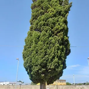 L'albero Bed and breakfast